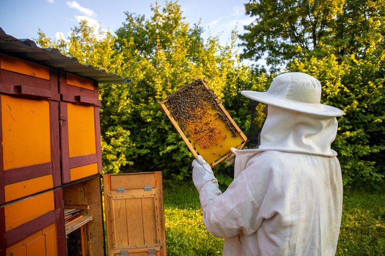 view-beekeeper-collecting-honey-beeswax.jpg