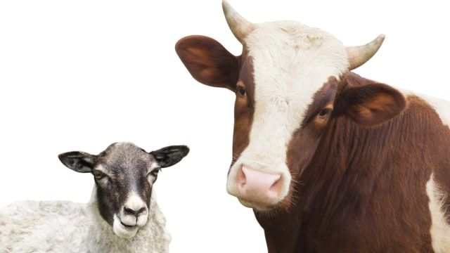 Perkiraan Modal untuk Usaha Ternak Hewan Sapi dan Kambing